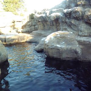 California Sea Lion/Harbour Seal Exhibit