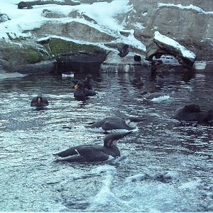 Walk-Through Seabird Aviary (6 Species)