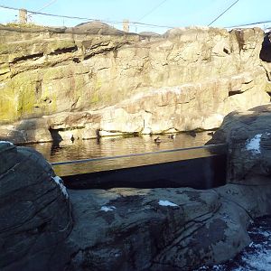 Walk-Through Seabird Aviary (6 Species)