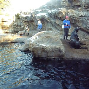 California Sea Lion/Harbour Seal Exhibit