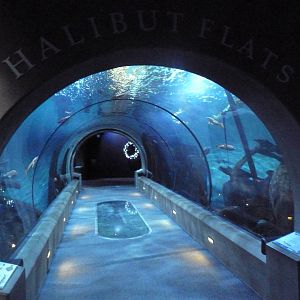 Halibut Flats Tunnel