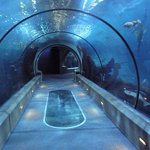 Halibut Flats Tunnel