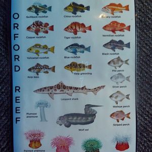 Passages of the Deep - Species Identification Card