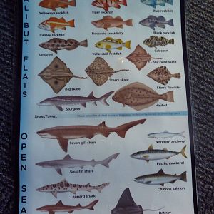 Passages of the Deep - Species Identification Card