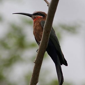 White-fronted bee-eater