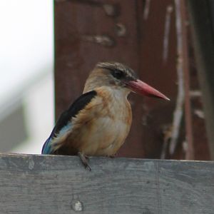 Brown-headed kingfisher