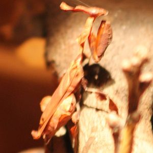 Ghost praying mantis