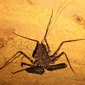 Tailless Whip scorpion