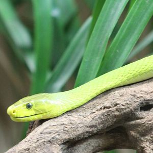 Green mamba