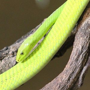 Green mamba