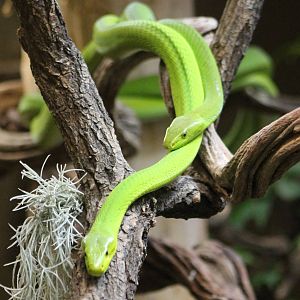 Green mambas