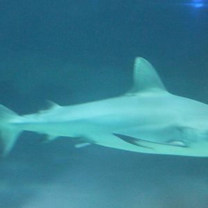 Shark ID