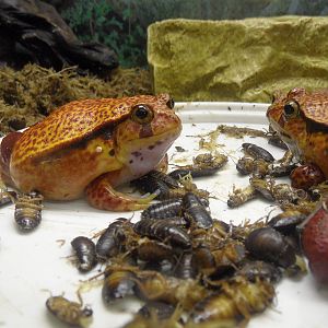 Tomato frogs, trained to eat dead food