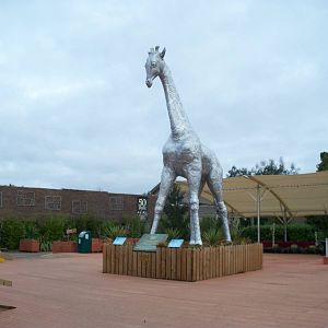 Stand tall original giraffe