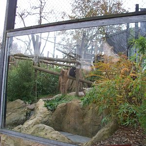 black spider monkey exhibit