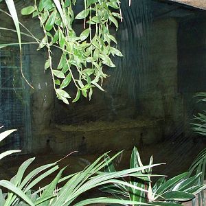 lion dens night quarters