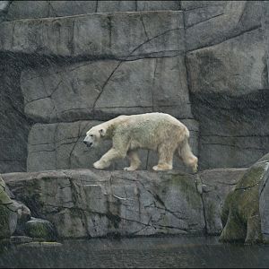 Polar bear at Hamburg