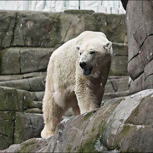 Polar bear at Hamburg