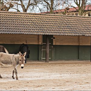 Donkey and ponies at Hamburg
