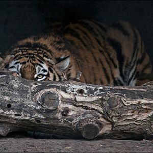 Amur Tiger at Hamburg