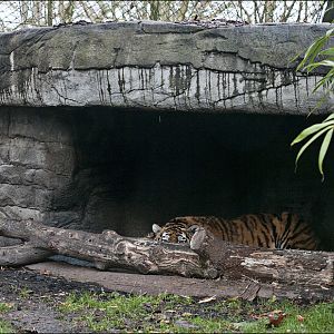 Amur Tiger at Hamburg