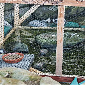 New birds in the 'Eismeer' at Hamburg