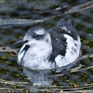 New birds in the 'Eismeer' at Hamburg