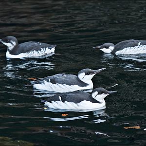 Common guillemots at Hamburg