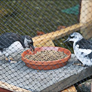 New birds in the 'Eismeer' at Hamburg