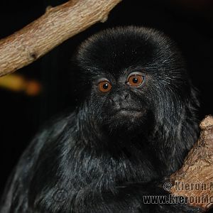 Goeldi's marmoset (callimico goeldii)