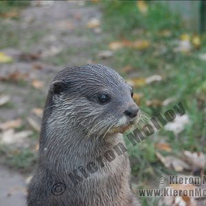 Oriental small-clawed otter (Aonyx cinerea)