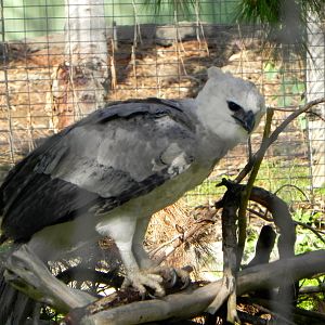 Another view of the Harpy Eagle