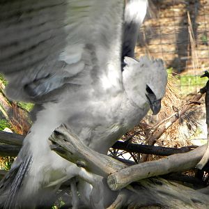 Another view of the Harpy Eagle