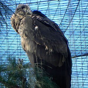 Andean condor chick