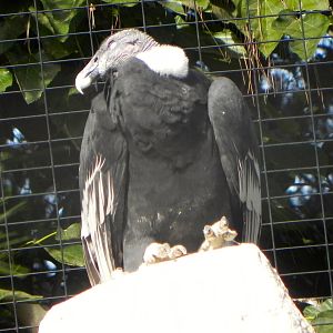 Adult Andean condor