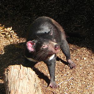 Tasmanian devil