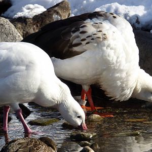 Andean Goose and Ross's Goose