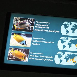 Example of signs at the Troparium