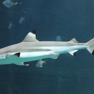 Black-tipped Reef shark