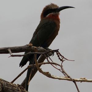 White-fronted bee-eater