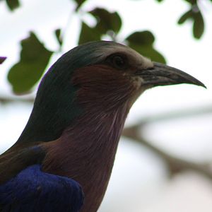 Lilac-breasted roller