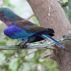 Lilac-breasted roller