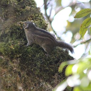 Maritime striped squirrel (Tamiops maritimus)