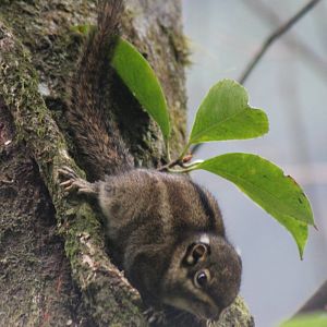 Maritime striped squirrel (Tamiops maritimus)
