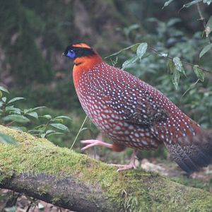 Temmincks tragopan (Tragopan temminckii)