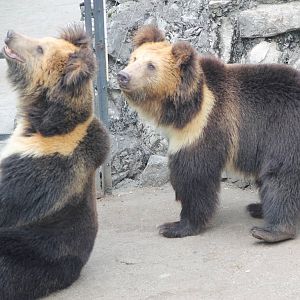 Tibetan blue bears (Ursus arctos pruinosus)