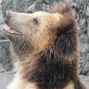Tibetan blue bear (Ursus arctos pruinosus)