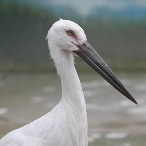 Oriental white stork (Ciconia boyciana)