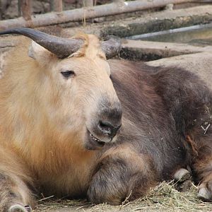 Sichuan takin (Budorcus taxicolor tibetana)