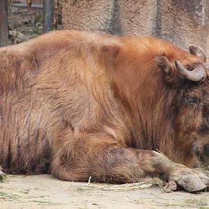 Sichuan takin (Budorcus taxicolor tibetana)